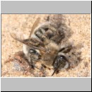 Colletes cunicularius - Weiden-Seidenbiene 02 13mm.jpg